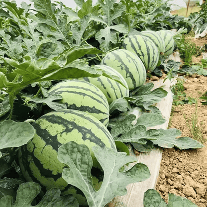 🍉50/100PCS Heirloom Non-GMO Watermelon Seeds – Easy-Grow “Lazy Man” Variety, Sweet & Nutritious, Replant Every Year🌱